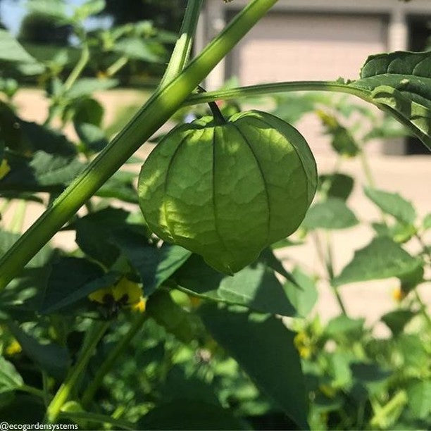 Tomatillo - Classic - SeedsNow.com