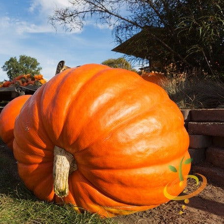 Pumpkin - Big Max - SeedsNow.com