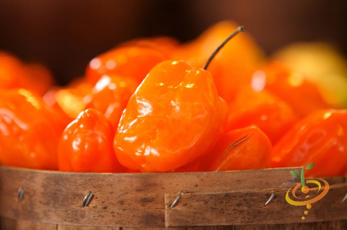 Pepper - Habanero Orange.