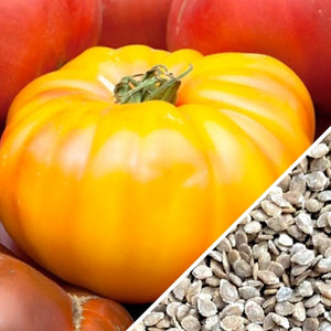 Tomato - Beefsteak, Yellow (Indeterminate) - SeedsNow.com