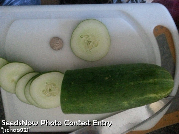 Cucumber - Marketer.