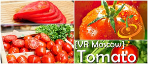 Tomato - VR Moscow [DETERMINATE].