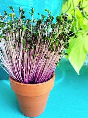 Sprouts/Microgreens - Cabbage, Red Acre - SeedsNow.com