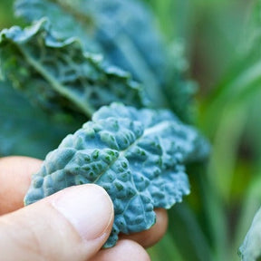 Lacinato kale seeds from SeedsNow, also known as Dinosaur kale, displayed on a white background.